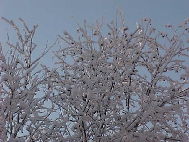Trees in January.JPG